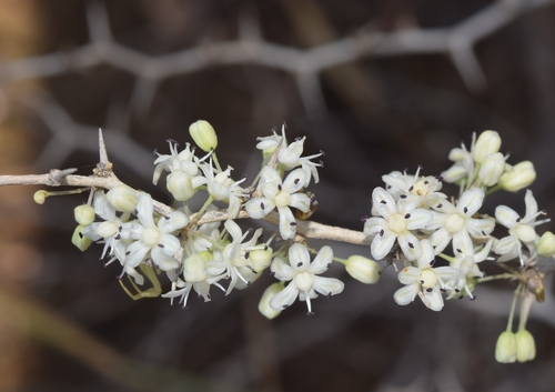 Asparagus albus