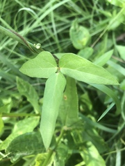 Vigna vexillata vexillata