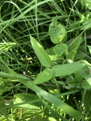 Vigna vexillata vexillata
