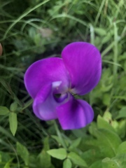 Vigna vexillata vexillata
