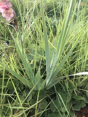 Gladiolus densiflorus