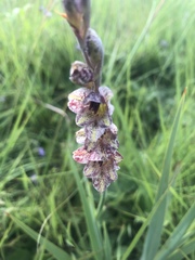 Gladiolus densiflorus
