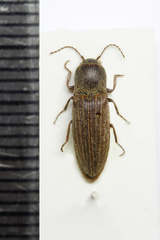 Agriotes lineatus