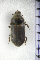 Heterocerus fenestratus