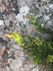 Cephalanthus natalensis