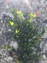 Cephalanthus natalensis