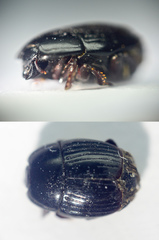 Atholus corvinus