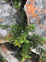 Cephalanthus natalensis