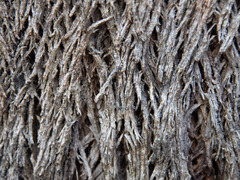 Eucalyptus macrorhyncha