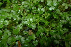 Azorella hydrocotyloides