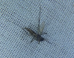 Aedes vigilax