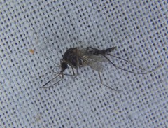 Aedes vigilax