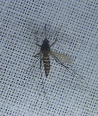 Aedes vigilax