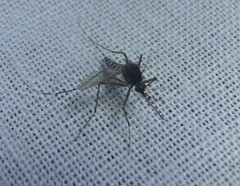 Aedes vigilax