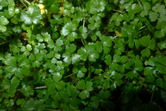 Azorella hydrocotyloides