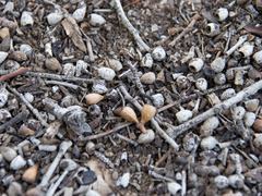 Eucalyptus macrorhyncha