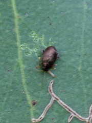 Coleoptera