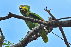 Orange-Winged Amazon photo 5