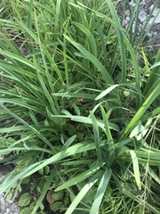 Agapanthus inapertus