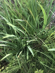 Agapanthus inapertus