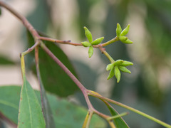 Eucalyptus macrorhyncha