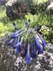 Agapanthus inapertus