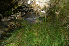 Dolichoglottis lyallii