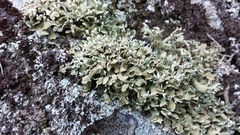 Cladonia strepsilis
