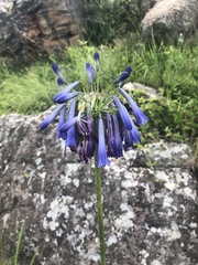 Agapanthus inapertus