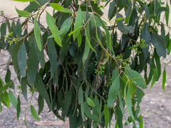 Eucalyptus macrorhyncha