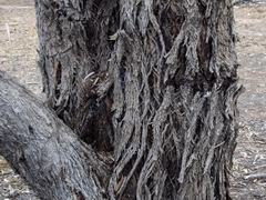 Eucalyptus macrorhyncha