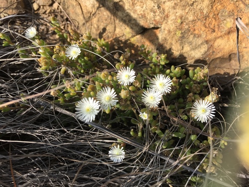 Delosperma pottsii