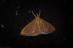 Hyalobathra