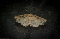 Philogethes metableta