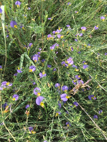 Lotononis sericophylla