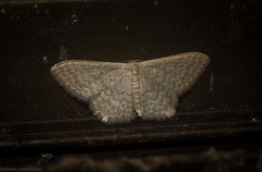 Idaea eretmopus