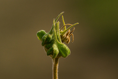 Melhania acuminata image