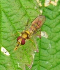 Meliscaeva cinctella image