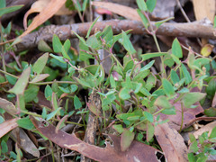 Atriplex prostrata