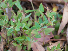 Atriplex prostrata