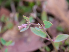 Atriplex prostrata