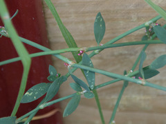 Polygonum aviculare