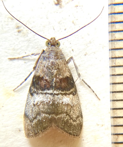 Maple Webworm Moth photo 5