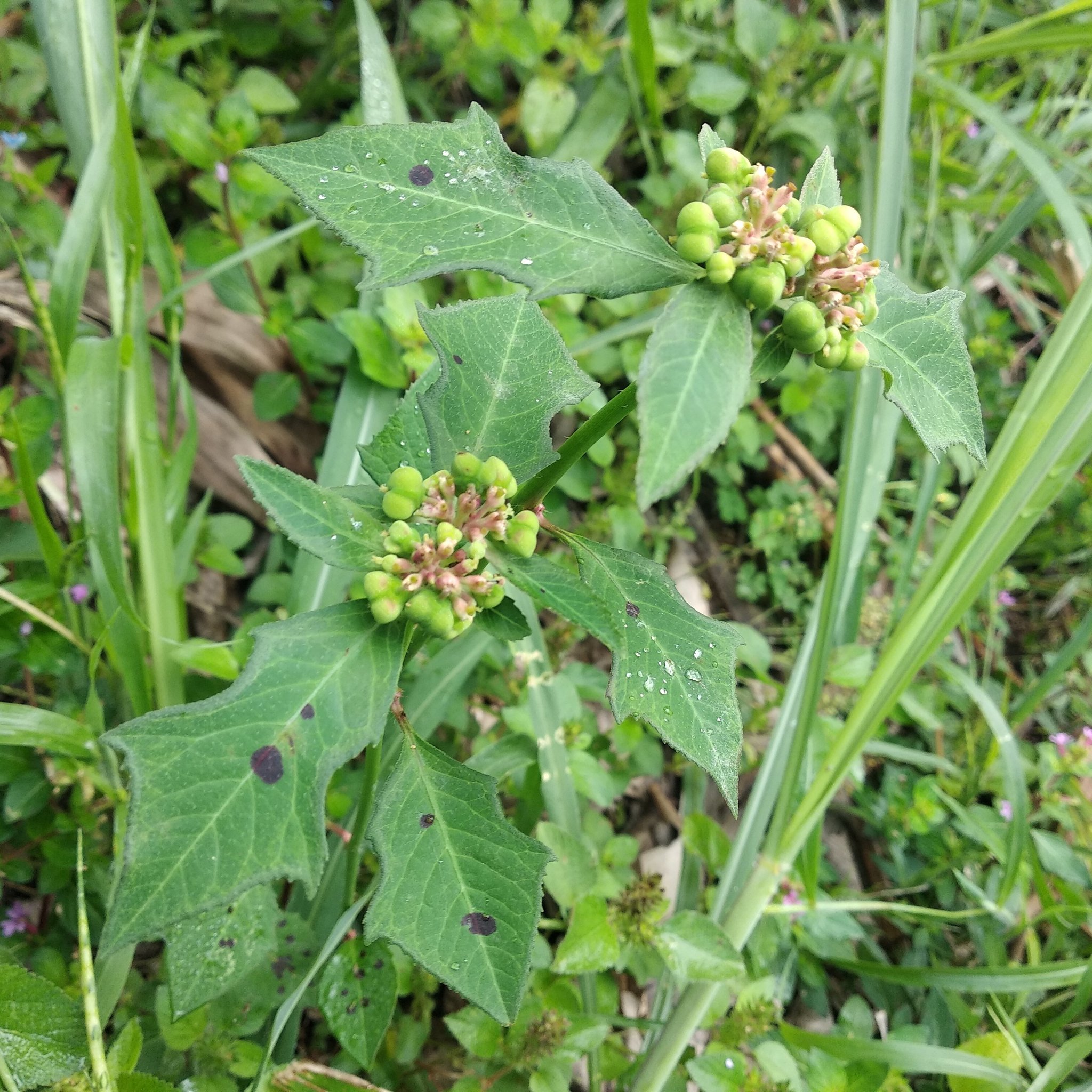 Euphorbia heterophylla image