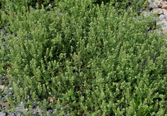 Lepidium oblongum