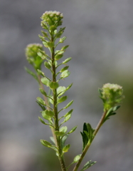 Lepidium oblongum