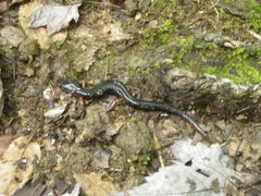 Plethodon shermani