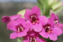 Lophospermum purpusii