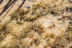 Trithuria inconspicua