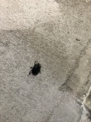 Peltotrupes profundus